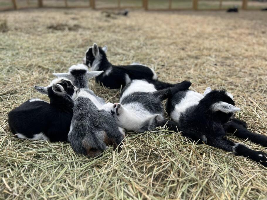فيلا Farm Retreat With Jacuzzi, Fire Pit, Mini Goats, Mini Ponies And Mini Cows سان ماركوس المظهر الخارجي الصورة