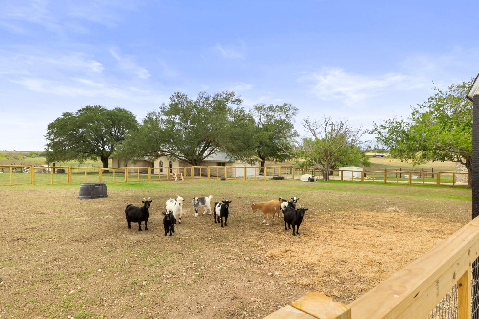 فيلا Farm Retreat With Jacuzzi, Fire Pit, Mini Goats, Mini Ponies And Mini Cows سان ماركوس الغرفة الصورة